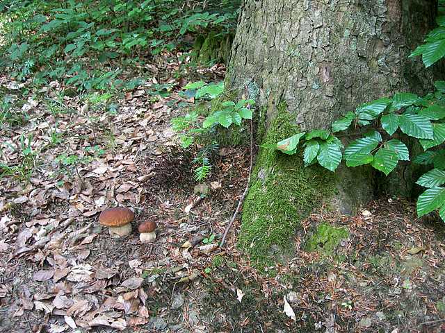 Funghi di frontiera